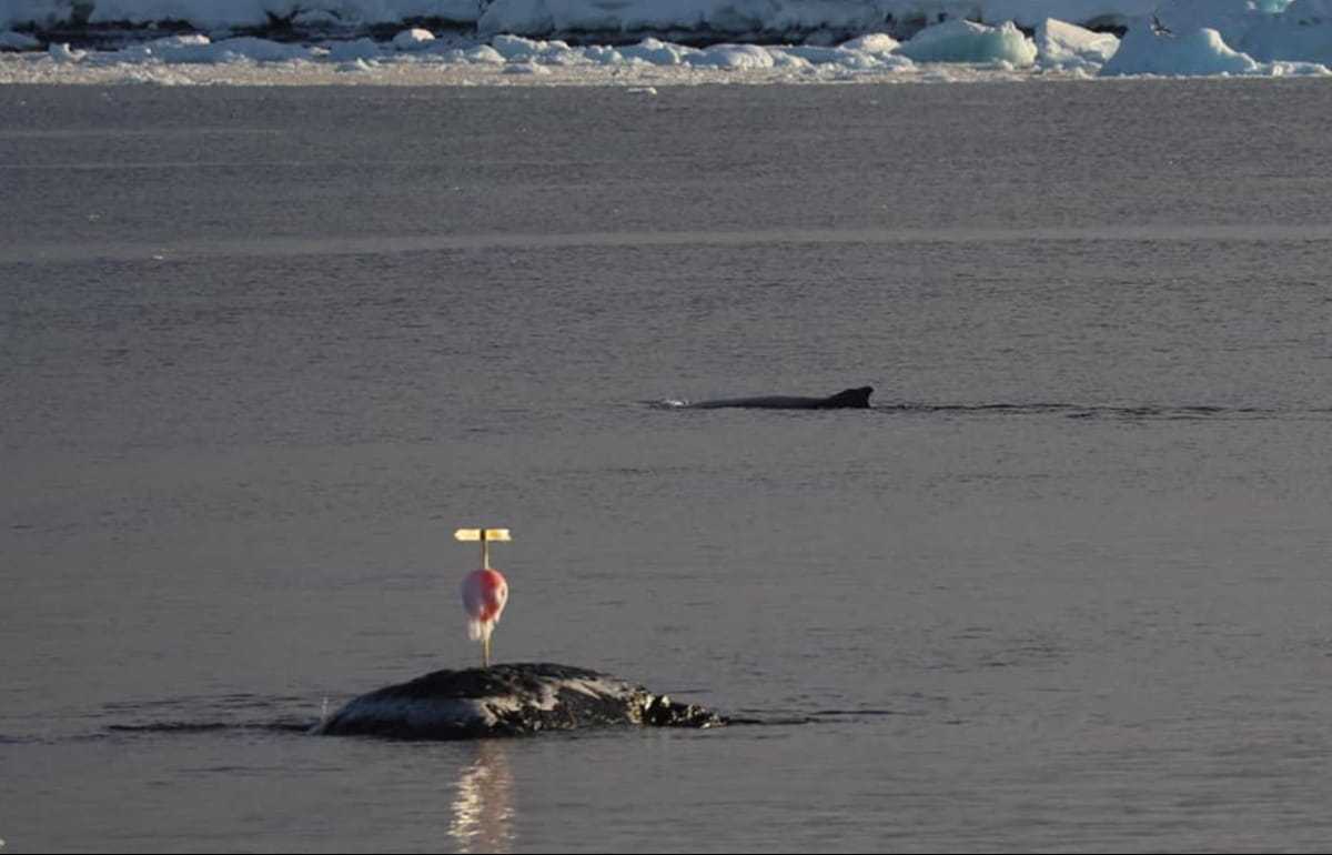 Редкое явление: киты-горбачи пришли в гости к украинским полярникам – фотогалерея